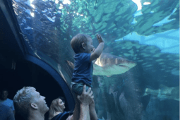 Recommendation: Two Oceans Aquarium (<a href="https://www.citysightseeing.co.za/en/cape-town/v-a-waterfront">stop 1</a>)
