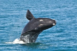 Breaching whale
