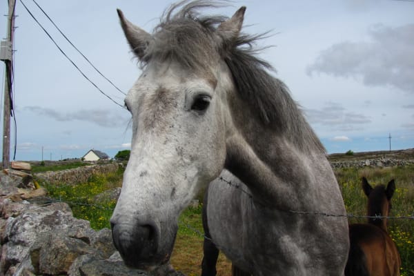 Keep an eye out for our native breed of Connemara Ponies - These short-eared ponies are said to have come to Ireland from Scandanavia along with the Vikings, but have since earned a much more relaxed reputation. We assume that's what the west of Ireland does to you.