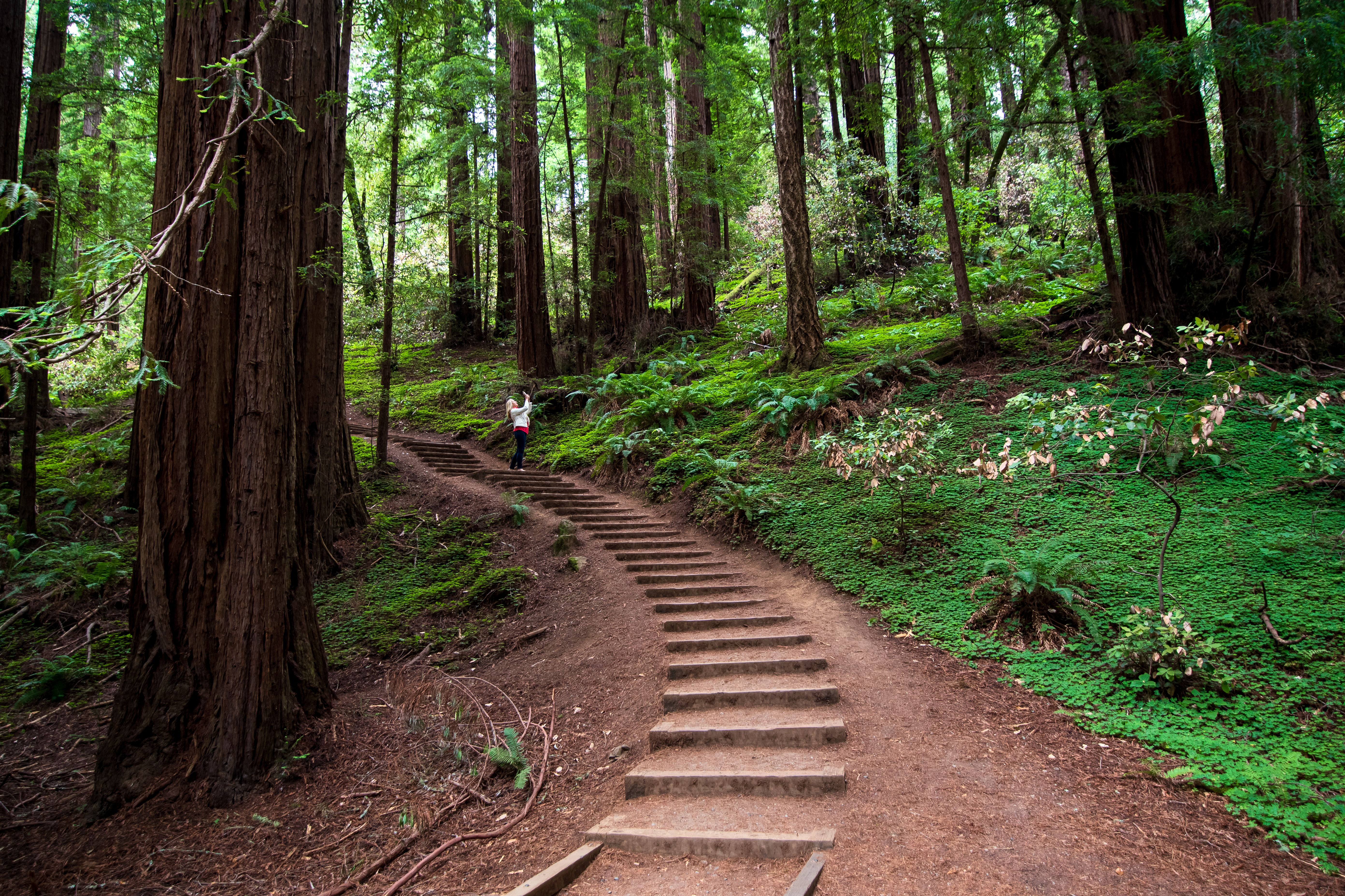 Escursione Mattutina a Muir Woods e Sausalito - Alloggi in San Francisco