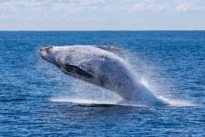 Golden Gate Whale Watching Adventure