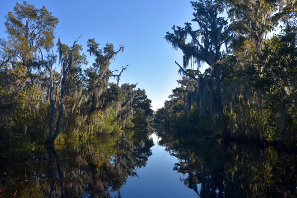 The scenery on the New Orleans Covered Pontoon Swamp Tour