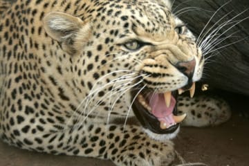 5 Fun facts about your FAVOURITE BIG 5