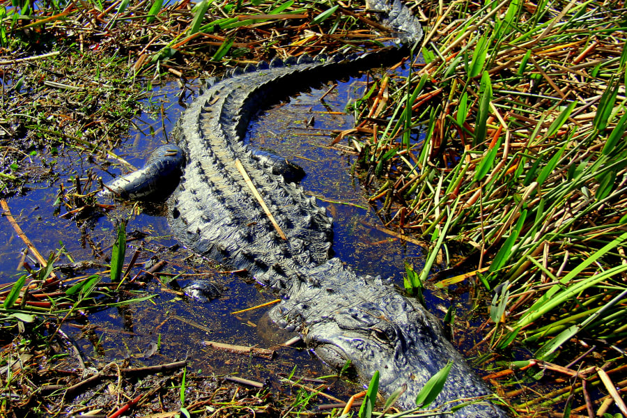 Central Florida Everglades