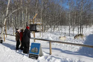 Wolfdog Sanctuary Walk