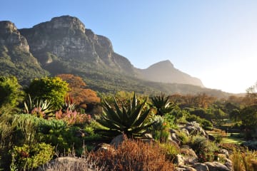 Stop 20: Kirstenbosch Garden