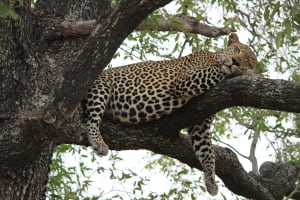 Leopard with a full belly
