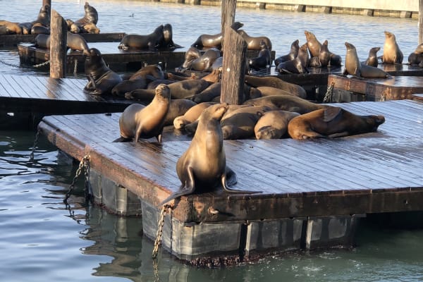 Hop off at Pier 39 to visit the world famous sealions that congregate on the pontoons at the end of the pier.
