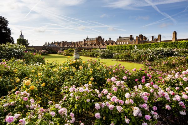 Hampton Court palace Rose Garden and palace