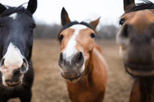 Mt. Princeton Waterfall