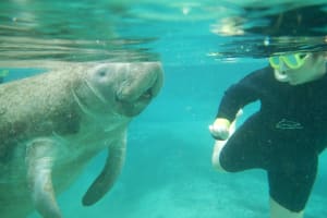 Snorkel and swim in safe spots