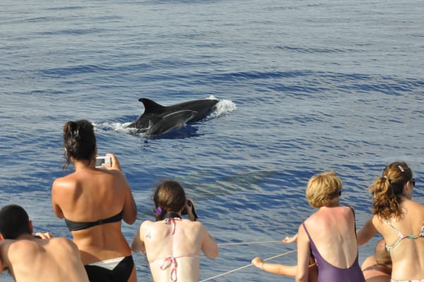 Dolphings watching