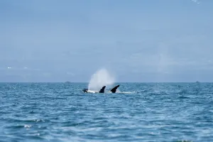 Whale Watching (2.5-3 hrs)