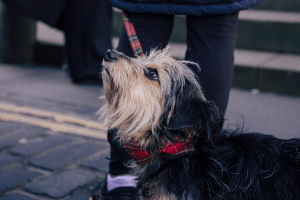 Rowie the dog!