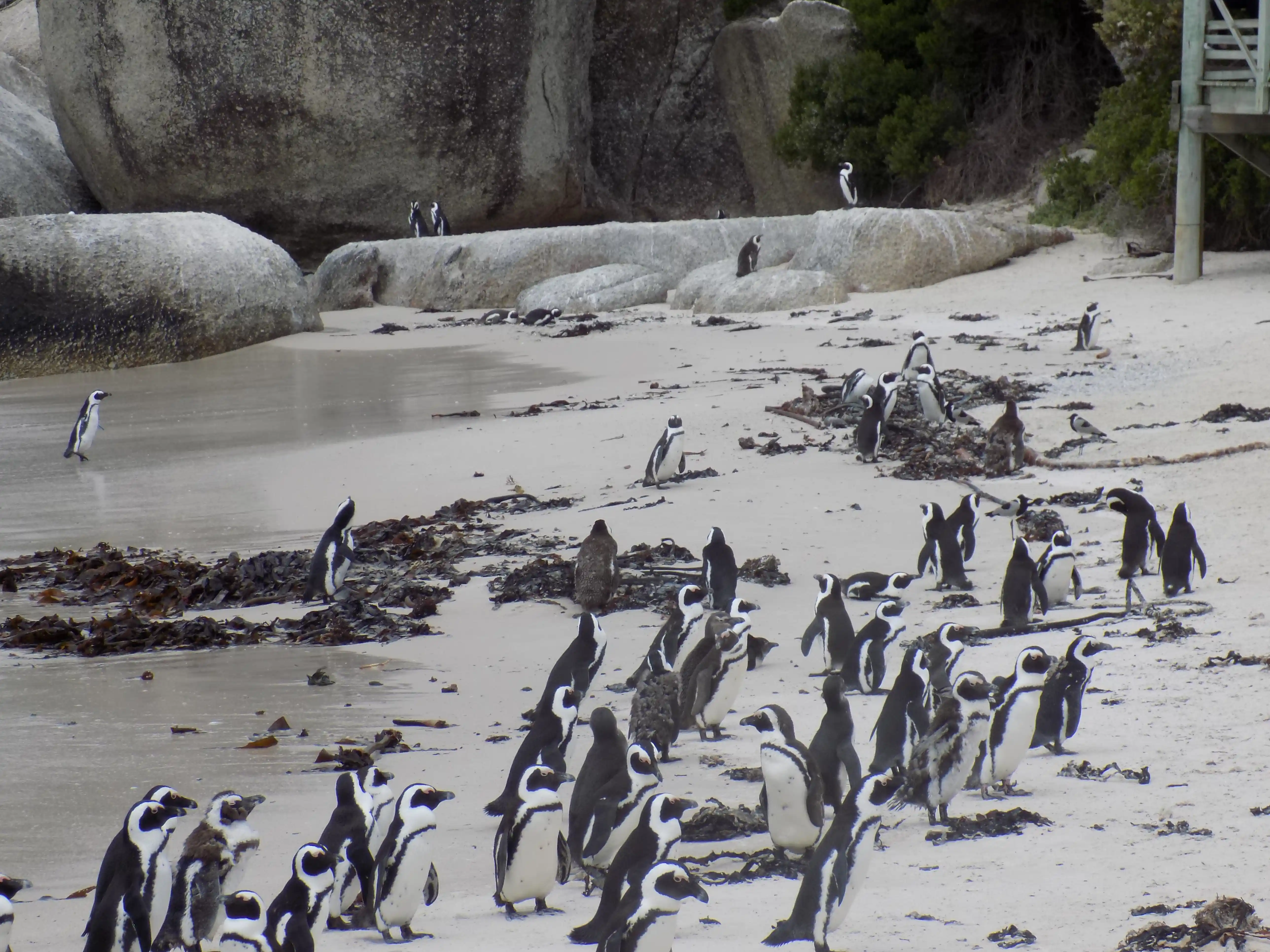 Boulders Beach Penguins