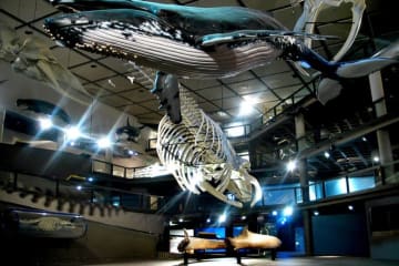 Support Cape Town Museums