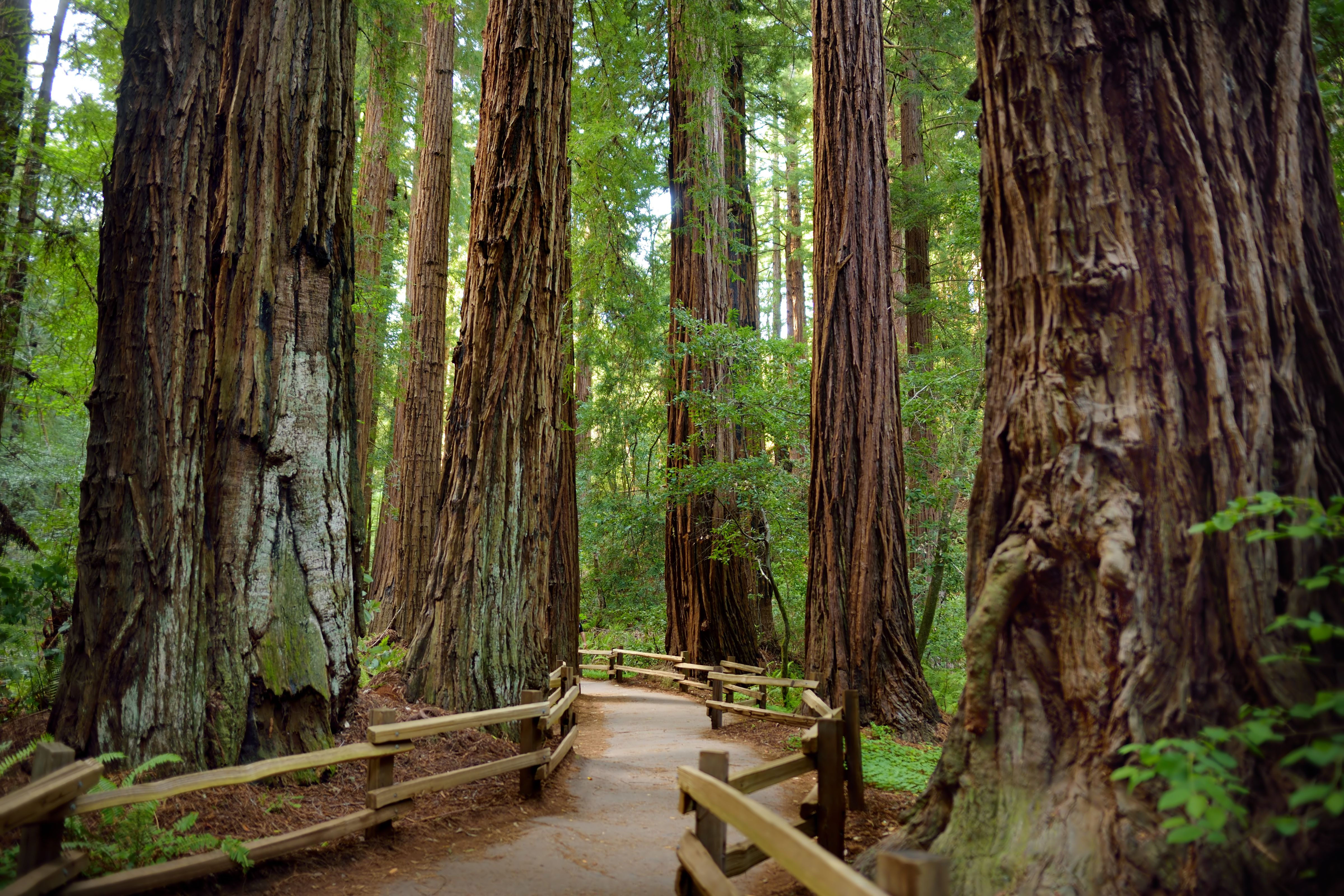 tower tours muir woods