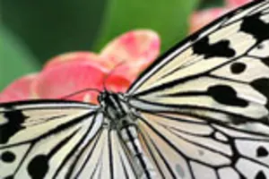 Butterfly Conservatory