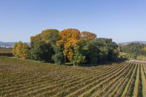 Quinta da Aveleda vineyards
