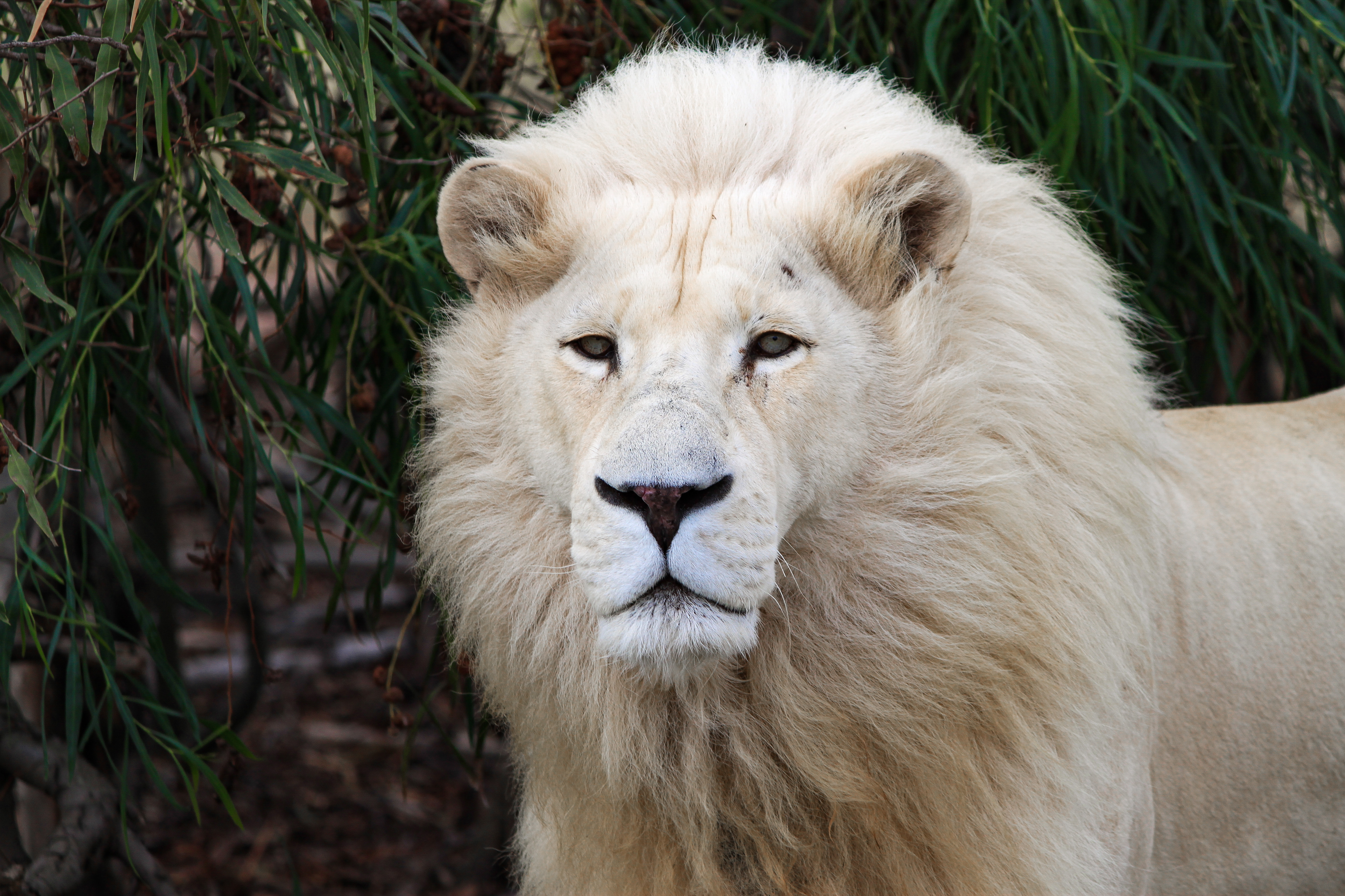 Drakenstein Lion Park
