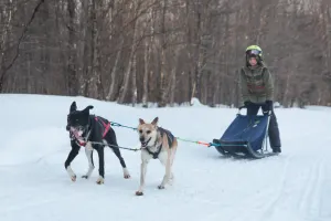 Traineau à chien - Initiation pour enfants