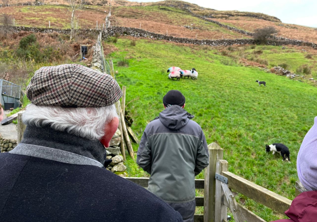 Tour del Connemara da Galway con Abbazia di Kylemore e dimostrazione di cani da pastore - Alloggi in Galway