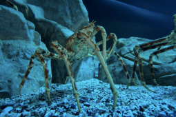 Recommendation: Two Oceans Aquarium