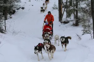 Dogsledding - Valley Adventure