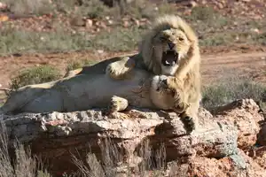 Cape Town Big 5 Safari