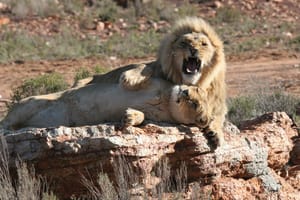Cape Town Big 5 Safari