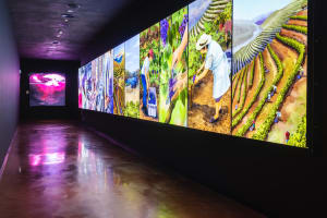 WOW - The Wine Experience