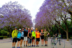 The Jacaranda Trees