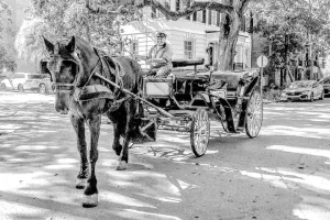 Savannah Carriage