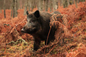 Wild Boar