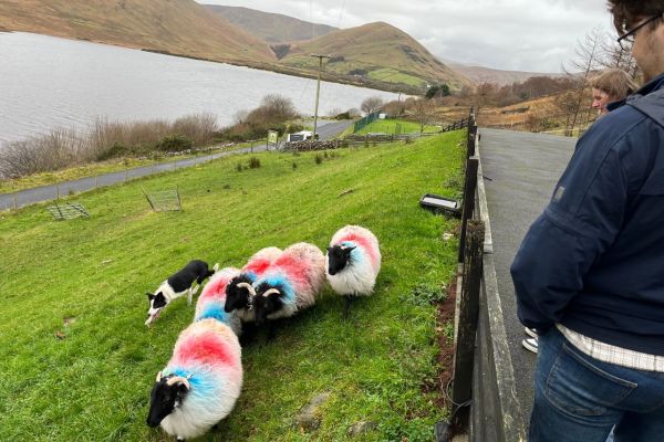 Experience a traditional sheep dog demonstration first-hand
