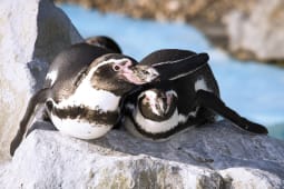 Recommendation: Oceanarium