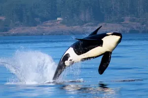 1- Day Whale Watching Tour