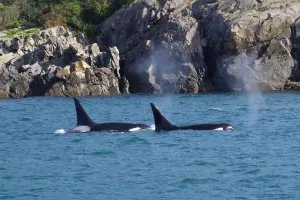 3- Day Tofino Adventure Tour