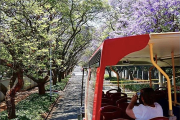 Travelling solo? City Sightseeing’s hop-on, hop-off bus tours are perfect for you