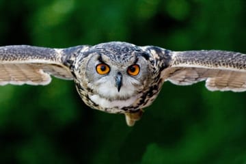 Plea for help from World of Birds (Stop 22 on our Blue Route)