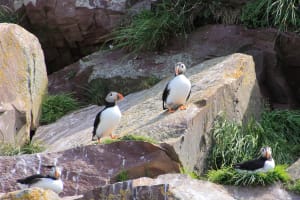 Atlantic Puffins