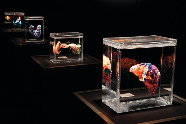 The circulatory system of the human body at Bodies...The Exhibition at the Luxor