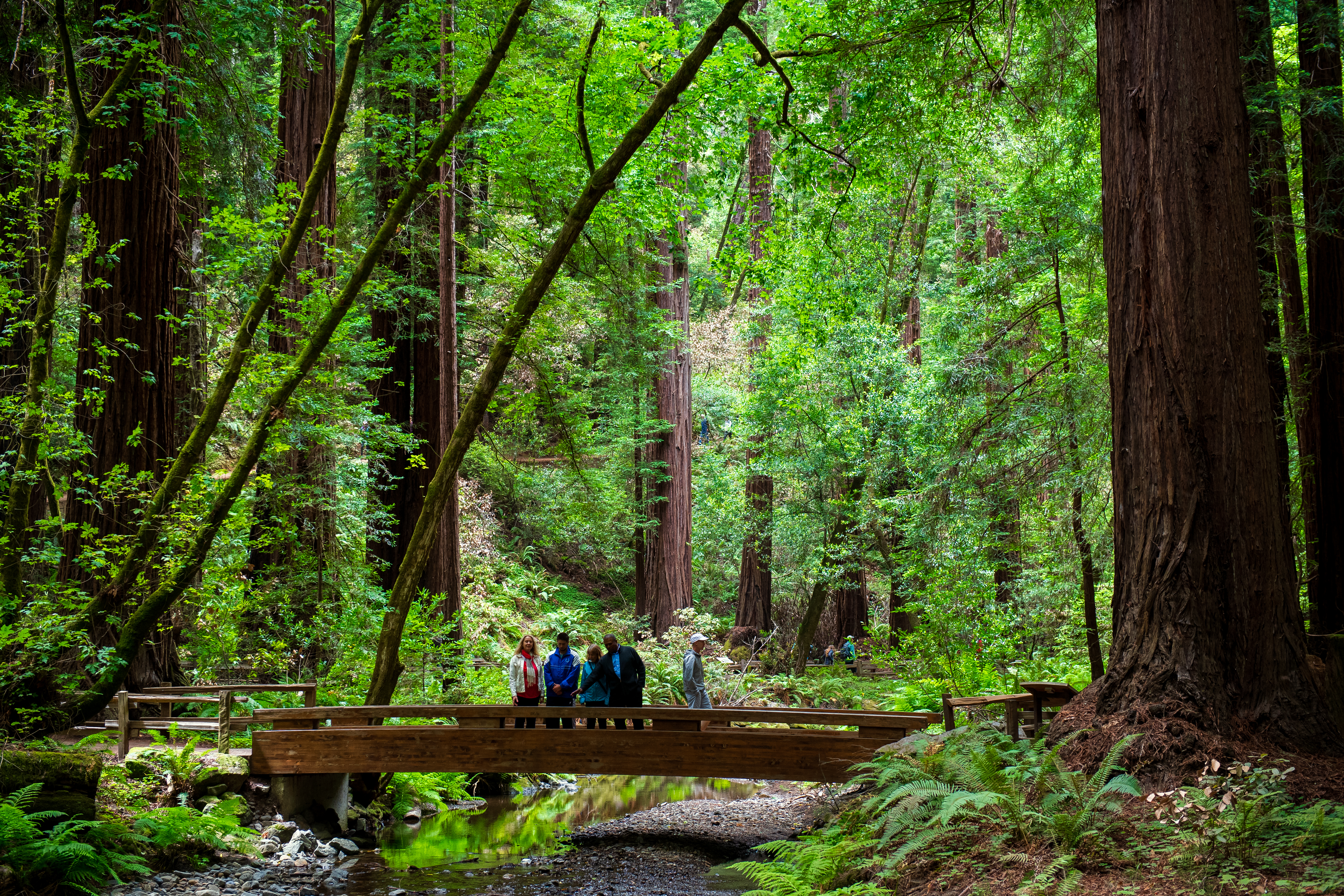 Muir Woods, Napa and Sonoma Wine Tour with Lunch and Pick-up - Accommodations in San Francisco