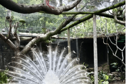 Recommendation: Sixty percent discount at World of Birds: every day