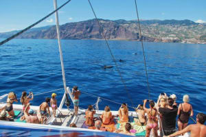Dolphin and Whale Watching