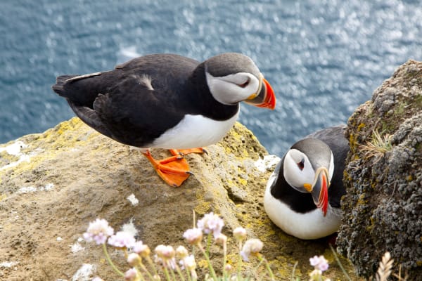 Puffin populations at the Cliffs of Moher are increasing in contrast with declining numbers at many other European colonies