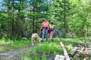Sled dog hiking