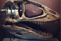 Recommendation: Wander through a museum