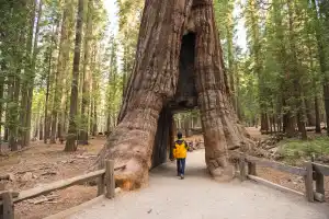 Yosemite Overnight Tour from San Francisco with NO Accommodation