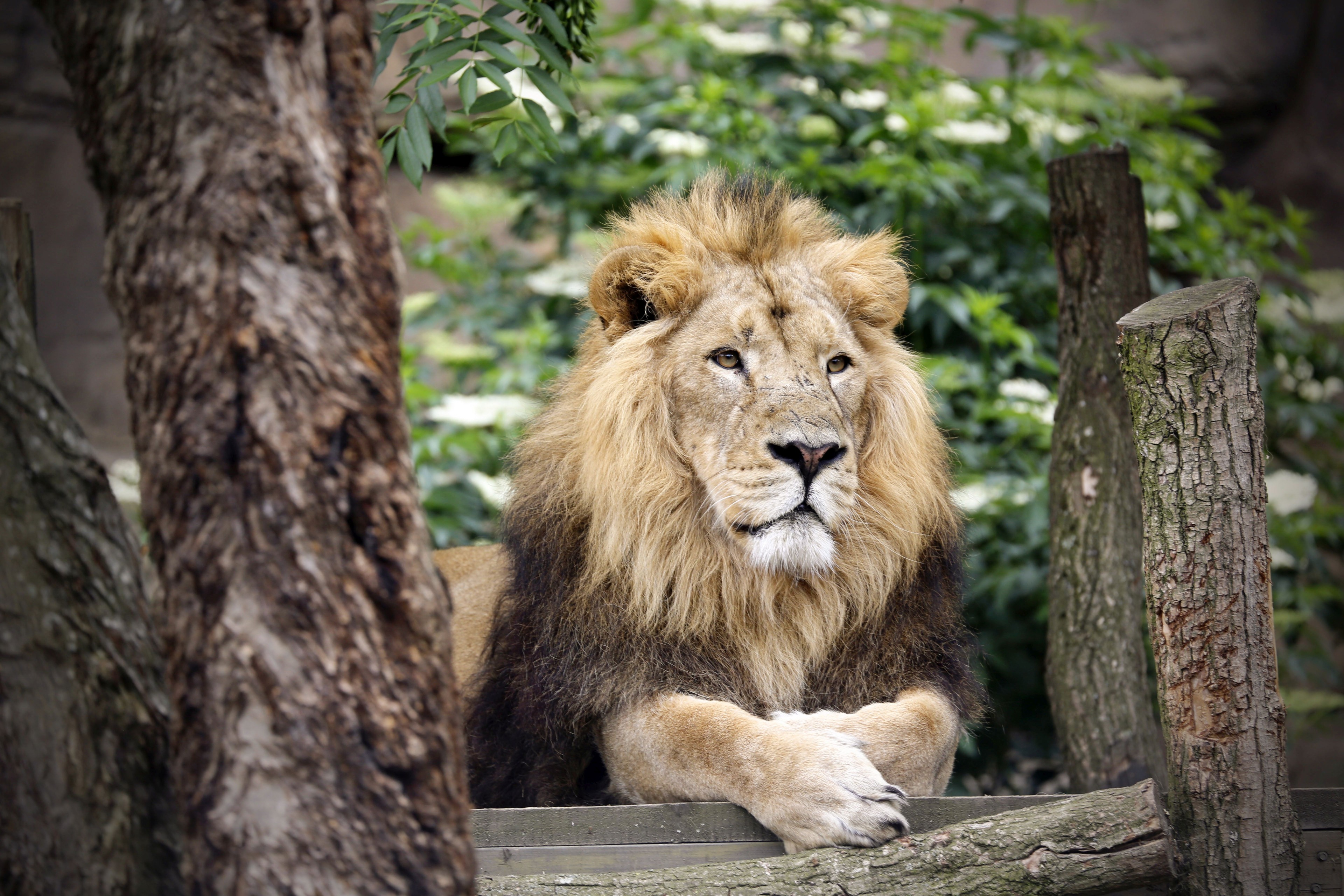 London Zoo – Image 1 | WeShare